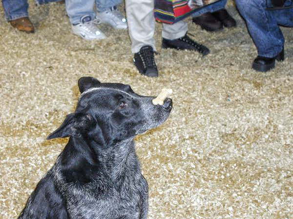 Skidboot-barrel-racing-2 Skidboot-barrel-racing-2