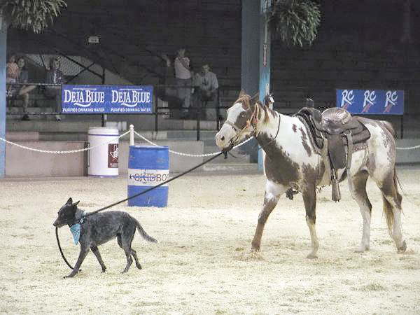 Skidboot-leading-Cheyenne Skidboot-leading-Cheyenne
