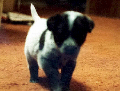 Skidboot-when-a-pup Skidboot-when-a-pup