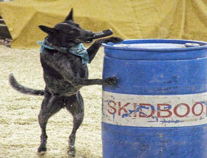 skidboot-getting-the-phone skidboot-getting-the-phone